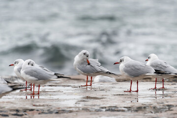 Seagulls on old pier on the Black Sea coast in bad cold stormy weather.