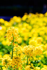 Obraz premium 菜の花とミツバチ 【春のイメージ】