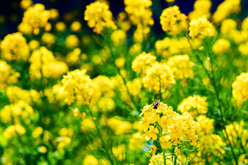 菜の花とミツバチ　【春のイメージ】