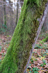 Close up view of a hornbeam tree covered in moss. November 2020