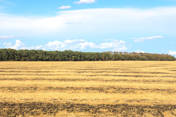 Yellow ripe harvested field. Farmland, agricultural landscape
