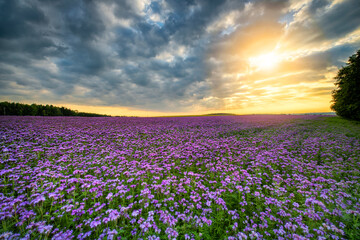Fototapeta premium Beautiful sunset over phacelia field