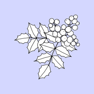Mahonia aquifolium or Oregon grape branch with berries and leaves black and white line drawing. Hand drawn botanical vector illustration. 