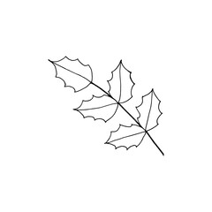 Leaf Mahonia aquifolium or Oregon grape black and white line drawing. 
Hand drawn botanical vector illustration.
