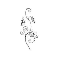 Sweet pea branch with flowers, leaves, pod. The isolated object on a white background, a linear drawing with a black outline. Hand drawn botanical vector illustration.