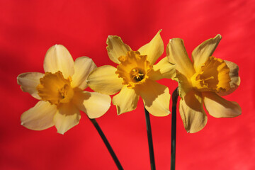 daffodil on red
