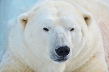 white polar bear