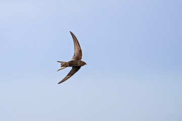 Common Swift (Apus apus) adult flying in blue sky, Baden-Wuerttemberg; Germany