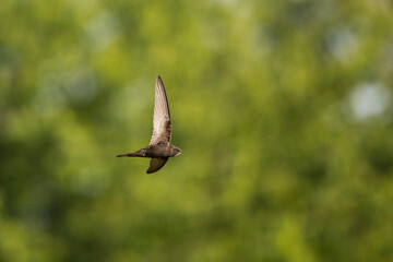 Common Swift (Apus apus) adult flying over reeds in front of trees, Baden-Wuerttemberg; Germany