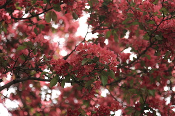 Cherry Blossom in Canada