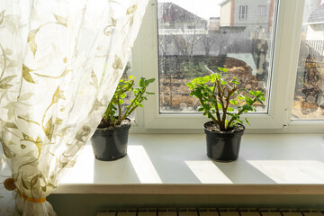 geraniums in pot on the windowsill. cut stems of geranium flower prepared for winter hibernation
