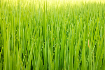 Green rice is growing well in the hot sun.