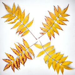 Fallen rowan leaves. Autumn background and texture	