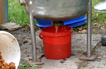 Pressed and squeezed apple juice flows from the press into the bucket