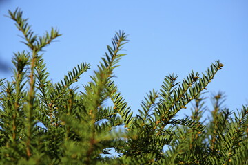 Pine tree needles and blue sky ( 4209 )
