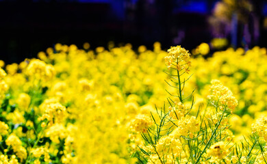 菜の花　【春のイメージ】