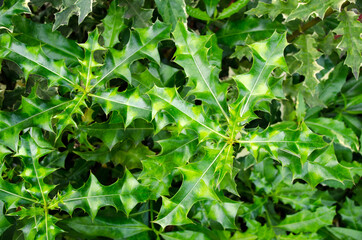 Sea holly. Acanthus ebracteatus. Showing reddish stems. green yellowish- white leaves with wavy leaf edge, prickles.