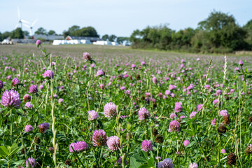 Fototapeta premium A field of pink clover flowers. Picture from Eslov, Scania county in Sweden