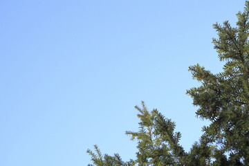 pine tree leaves and blue sky ( 4216 )