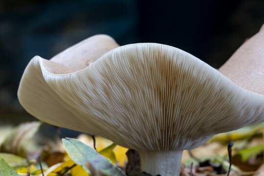 Fungus Clouded Agaric (Clitocybe nebularis)