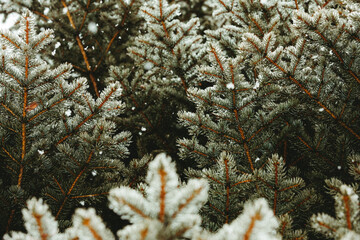 snowy colorado blue spruce branches during a spring snowstorm