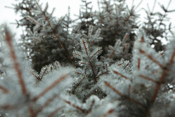 looking up at wet and snowy blue spruce branches during winter storm