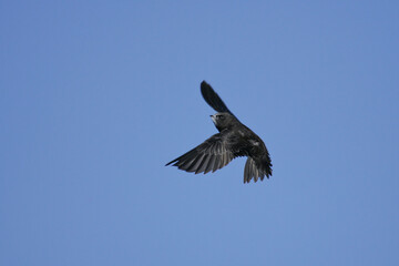 Common Swift (Apus apus) adult flying in blue sky, Baden-Wuerttemberg; Germany