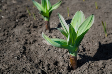 Bed with green garlic seedlings. Spring sowing of vegetables on the household farm.