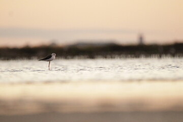 heron at sunset