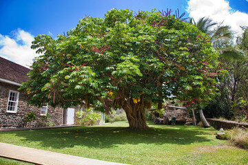 Banyan Tree on the island of Maui