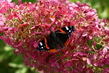 On a large inflorescence of a hydrangea paniculata with flowers in pink tones the bright butterfly with open wings sits.