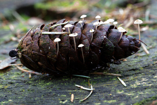 Mushrooms Strobilurus sp. growing on spruce cone
