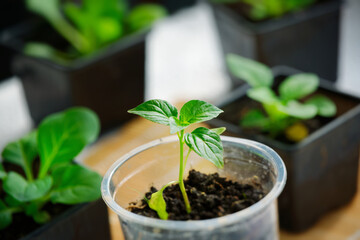 Seedlings of young green pepper close-up. Small green sprouts in containers.
