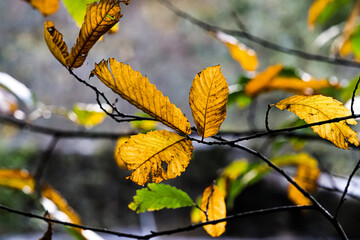 Feuille d'Automne
