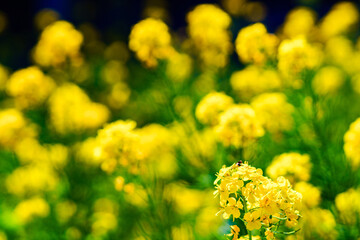 rape flower field in Japan