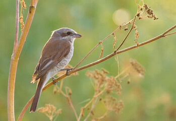 Red-backed shrike, Lanius collurio. The bird sits on the stem of a dry plant.