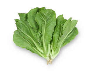 lettuce leaves isolated on white background with clipping path.