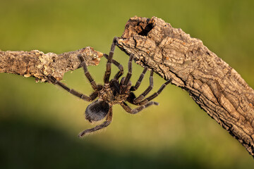 Big, poisonous and dangerous spider, going from one branch to another. Tropical insect.