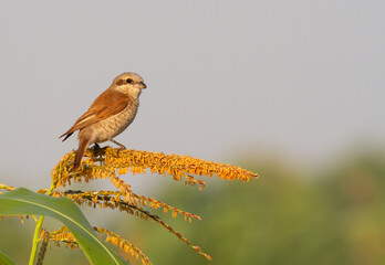 Red-backed shrike, Lanius collurio. A young bird sits on top of a plant, illuminated by the morning sun.