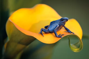  Blue poison dart frog (Dendrobates tinctorius azureus) is poisonous frog which can be found in southern Suriname. The poison can paralyze or even kill the predator. Dark spots are unique to each frog  © janstria