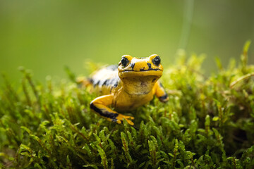 Fire salamander (Salamandra salamandra) is the best known salamander, with its black spots on...
