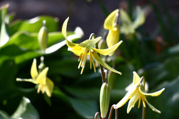 Bright yellow flowers of a erythronium on an indistinct water color green background.