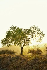 Fototapeta na wymiar Lonly tree in the ligth of golden hour