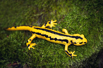 Fire salamander (Salamandra salamandra) is the best known salamander, with its black spots on yellow body. Fire salamanders live in forest of Central Europe and hilly areas, ponds or brooks.