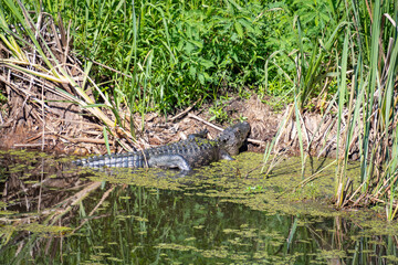 Naklejka na ściany i meble Large American Alligators in wetland environment at Savanah National Wildlife Refuge in Georgia.