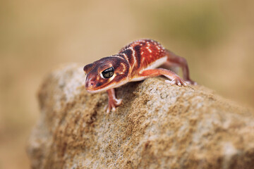 Nephrurus levis, commonly known as the three-lined knob-tailed gecko, smooth knob-tailed gecko, or common knob-tailed gecko. A native Australian gecko is a robust medium sized of the species.