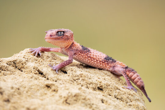 Knob-tailed gecko (Nephrurus wheeleri) is a very cute gecko with large head and small legs and short tail. 
