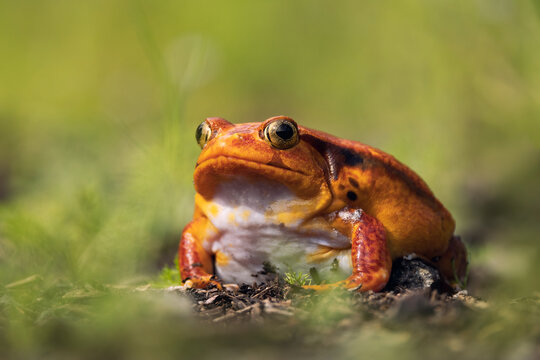 False tomato frog (Dyscophus guineti) is endemic to Madagascar. It usually lives in subtropical or tropical moist lowland forest, subtropical or tropical swamps, swamps, freshwater marshes.
