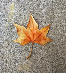 Close up view of a maple leaf on the ground