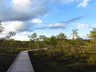 Obraz premium Wooden path in bog in Estonia